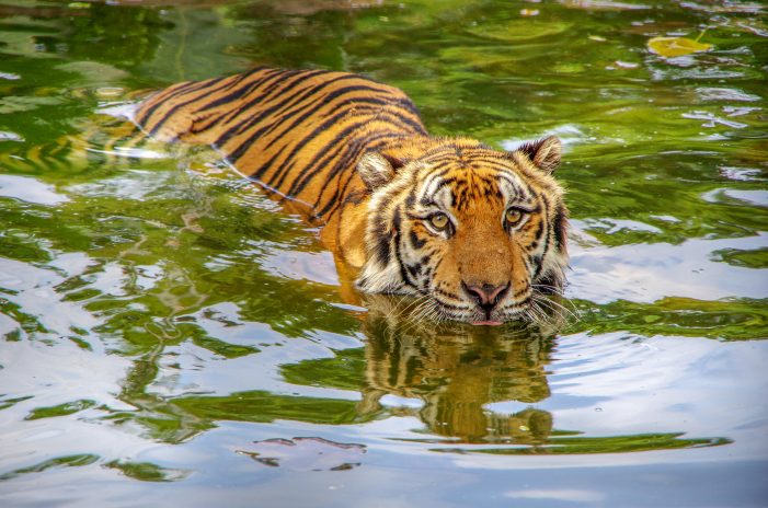 Tiger swimming in water in India