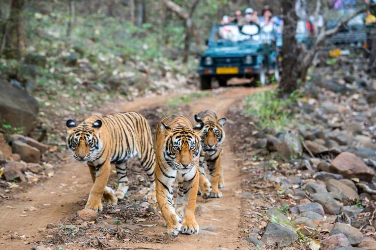 10 Things to Know About Tigers Before Going on a Safari in India